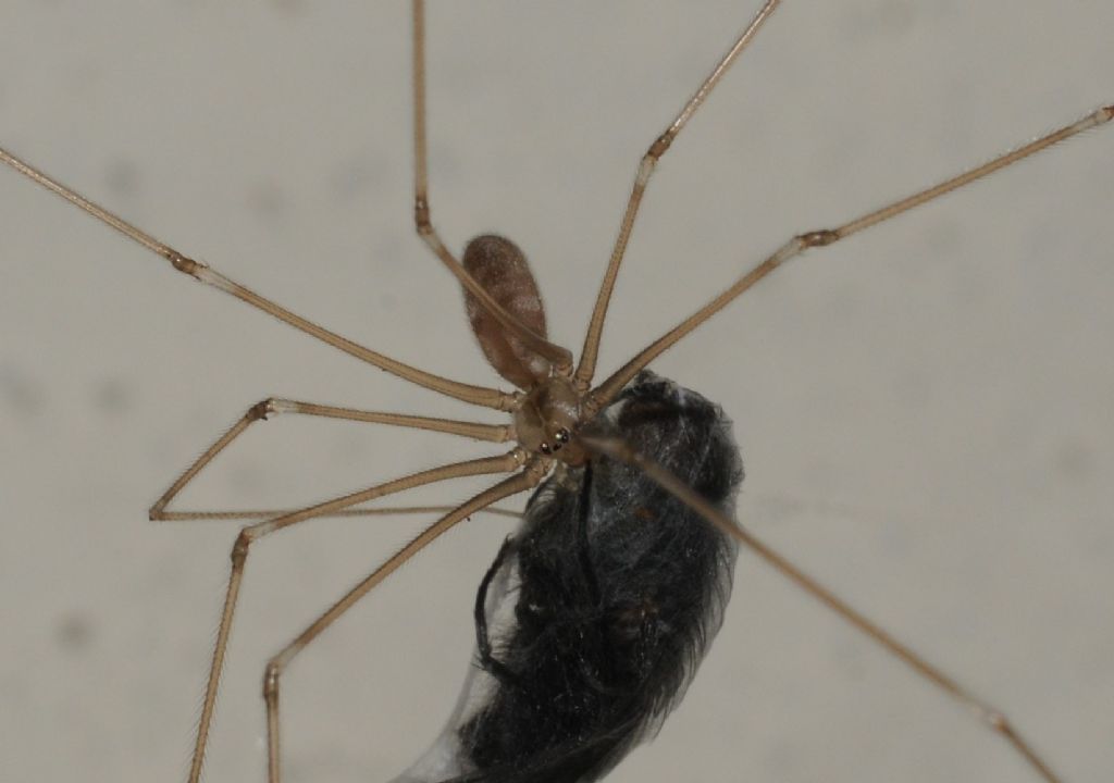 Pholcus phalangioides - S. Giuliano N. (AL)